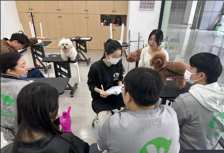 濮阳市宠物美容宠物美容培训学校 - 厂家